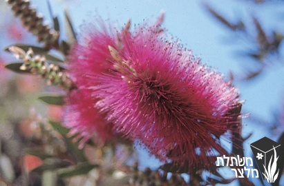 קליסטמון - Callistemon