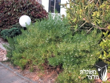 מיאופורון - Myoporum