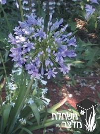 אגפנתוס - Agapanthus