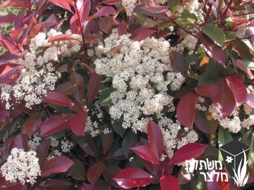 פוטיניה - Photinia