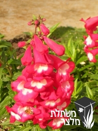 פנסטמון - Penstemon