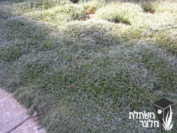 דימונדיה - Dymondia