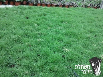 זואסיה  - zoysia