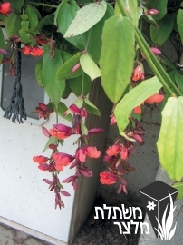 תונברגיה - Thunbergia