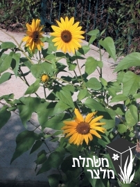 חמנית - Helianthus