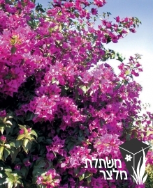 בוגנווילאה - Bougainvillea