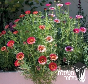 חרצית - Chrysanthemum