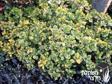 פלכון - Euonymus