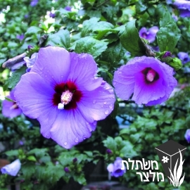 היביסקוס - Hibiscus