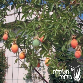 שעונית - Passiflora