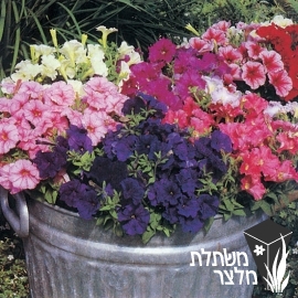 פטוניית - Petunia