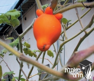 סולנום - Solanum