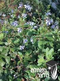 קלרודנדרון - Clerodendrum