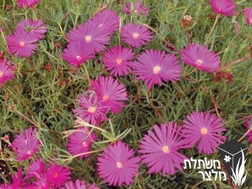 נציץ - Lampranthus