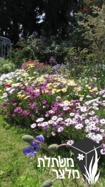גרמית - Osteospermum