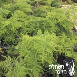 אספרג - Asparagus