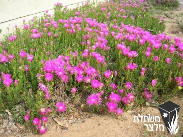 נציץ - Lampranthus