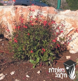 מרוות - Salvia