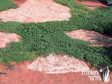 דיכונדרה - Dichondra