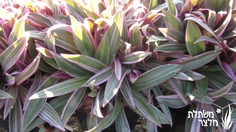 יהודי- נודד - Tradescantia