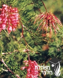 גרווילאת - Grevillea