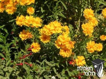 קוראופסיס - Coreopsis