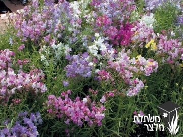 פשתנית - Linaria