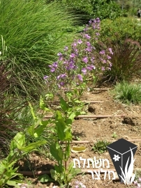 פנסטמון - Penstemon