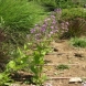 פנסטמון - Penstemon