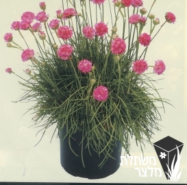 ארמריה - Armeria