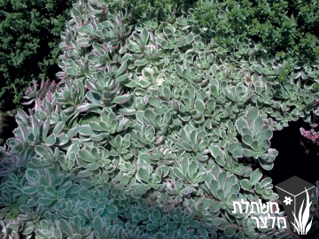 צורית - Sedum