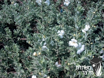 לבן-עלה (ליקופילום) - Leucophyllum