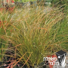 כריך - Carex