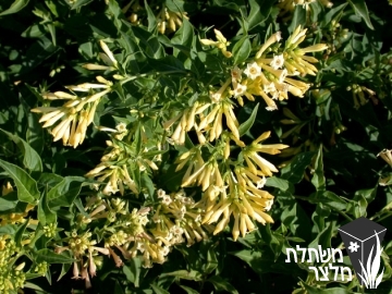 צסטרום - Cestrum