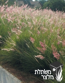 מליניס - Melinis