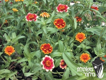 ציניית - Zinnia