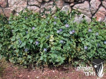 וינקה - Vinca