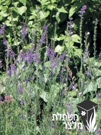 פשתנית - Linaria