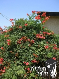 עקולית - Campsis