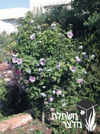 היביסקוס - Hibiscus