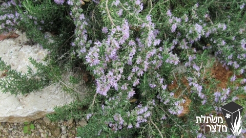 רוזמרין - Rosmarinus