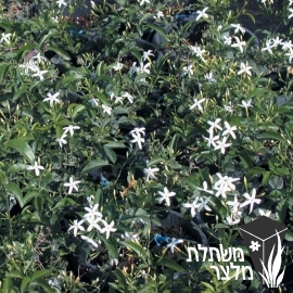 יסמין - Jasminum