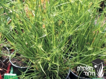 גומא - Cyperus