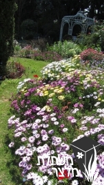 גרמית - Osteospermum
