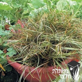 כריך - Carex