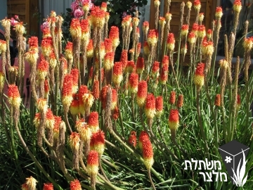 קניפהופיה - Kniphofia