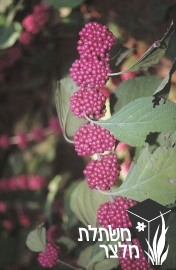 קליקרפה - Callicarpa