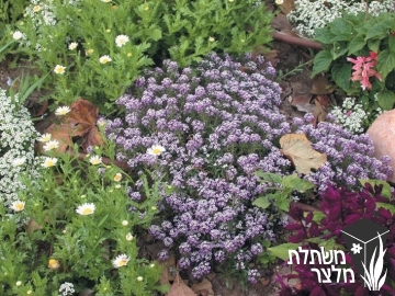 מללנית - Lobularia