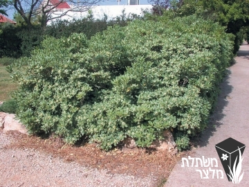 פיטוספורום - Pittospormum