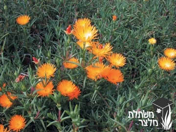 נציץ - Lampranthus